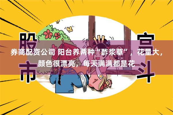 券商配资公司 阳台养两种“酢浆草”，花量大，颜色很漂亮，每天满满都是花