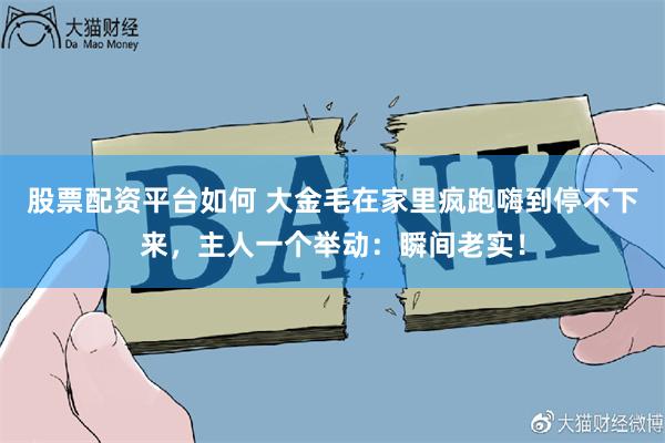 股票配资平台如何 大金毛在家里疯跑嗨到停不下来，主人一个举动：瞬间老实！